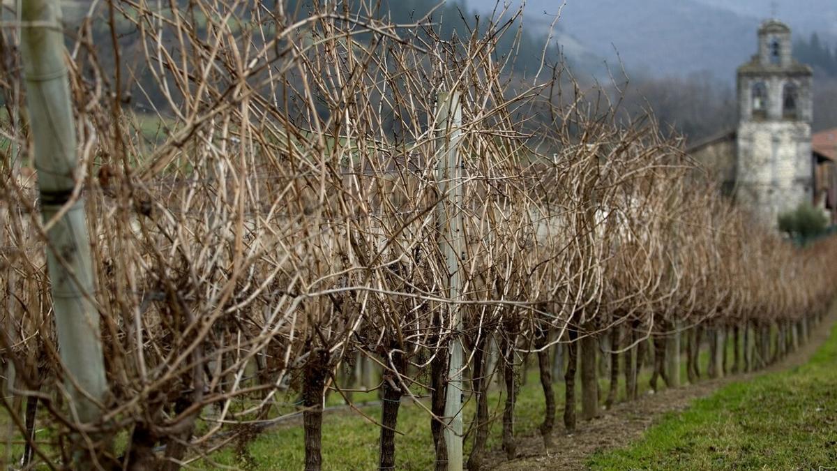 Viñedo de txakoli en el Valle de Ayala