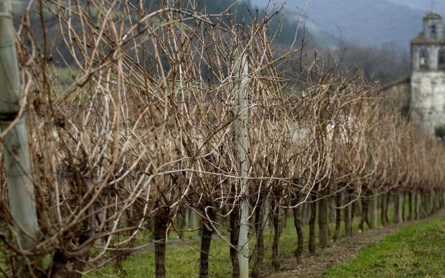 Viñedo de txakoli en el Valle de Ayala