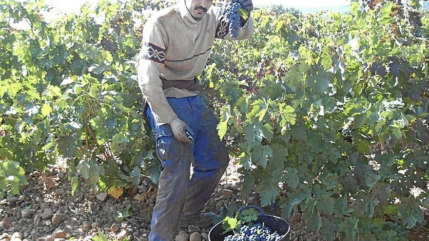 Trabajo en un vi&ntilde;edo de Rioja Alavesa.