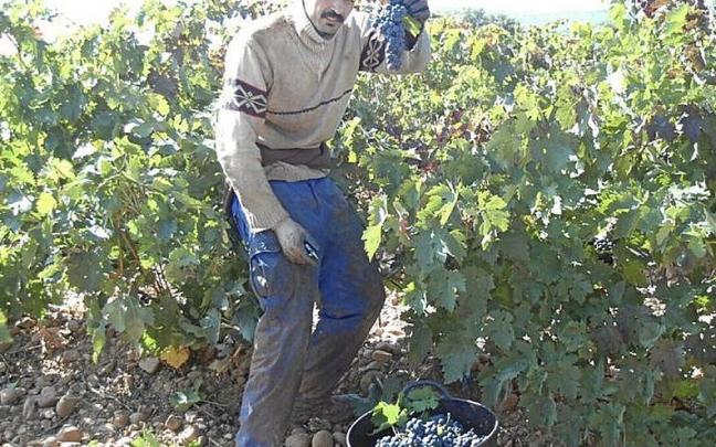 Trabajo en un vi&ntilde;edo de Rioja Alavesa.