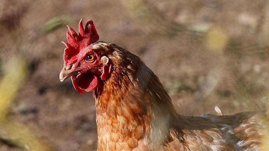 Según el Ministerio de Agricultura, la vía más probable de introducción del virus en la granja ha sido por medio de contacto con aves silvestres.