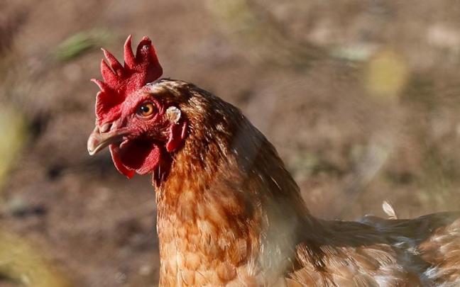 Según el Ministerio de Agricultura, la vía más probable de introducción del virus en la granja ha sido por medio de contacto con aves silvestres.