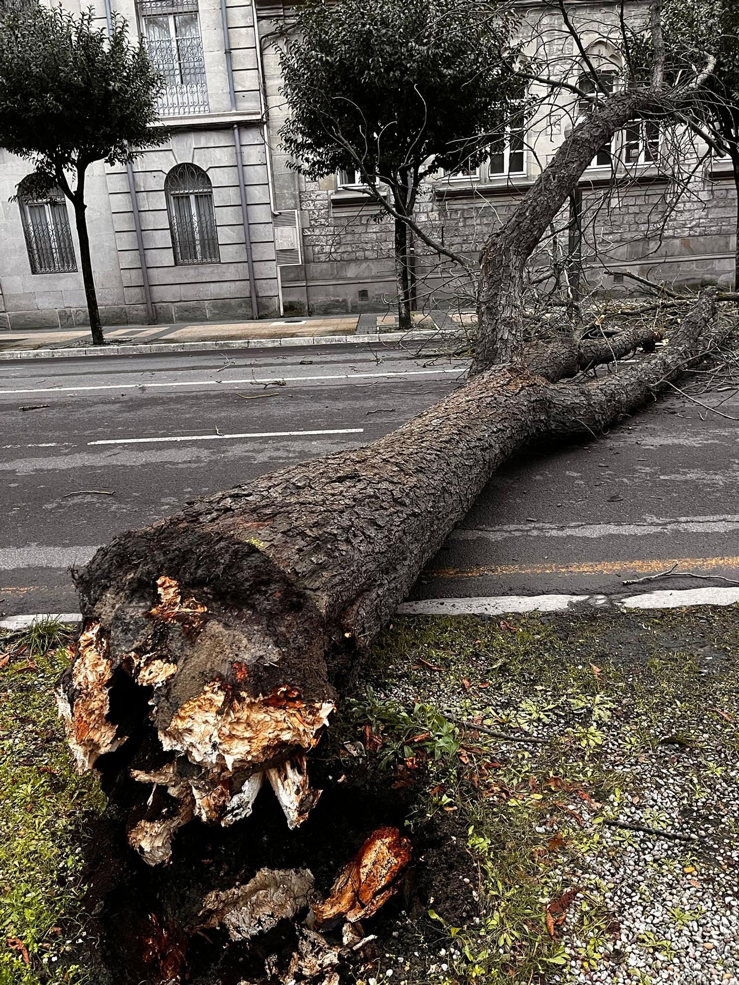 Árbol caído en la calle Ramón y Cajal