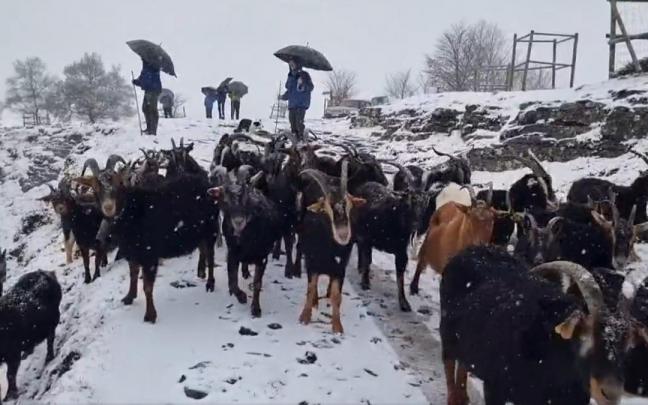 Pastores dirigen el ganado en Gorbea.