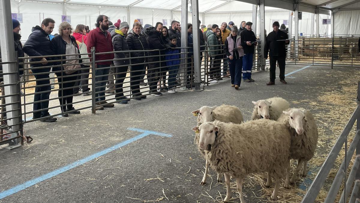 Uno de los lotes de ovejas durante el XII Concurso Ovino de Raza Navarra.