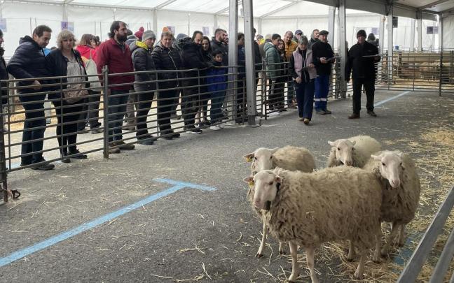 Uno de los lotes de ovejas durante el XII Concurso Ovino de Raza Navarra.