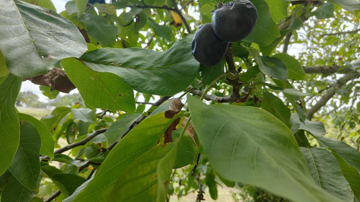 Nueces negras