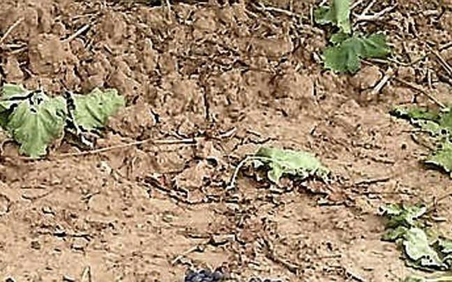 Uvas vendimiadas y dejadas en el suelo en un viñedo. Uvas vendimiadas y dejadas en el suelo en un viñedo.