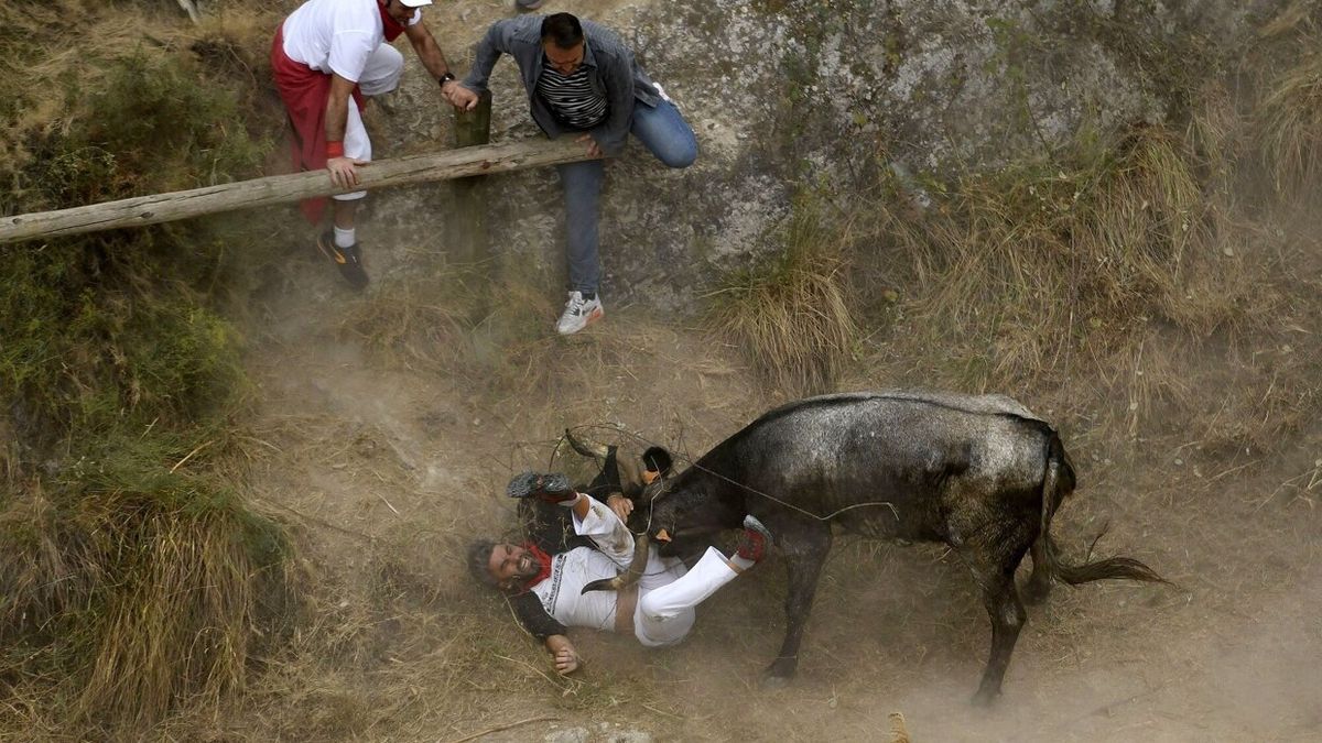 La vaca arrastra al corredor al recorrido y se ceba con él