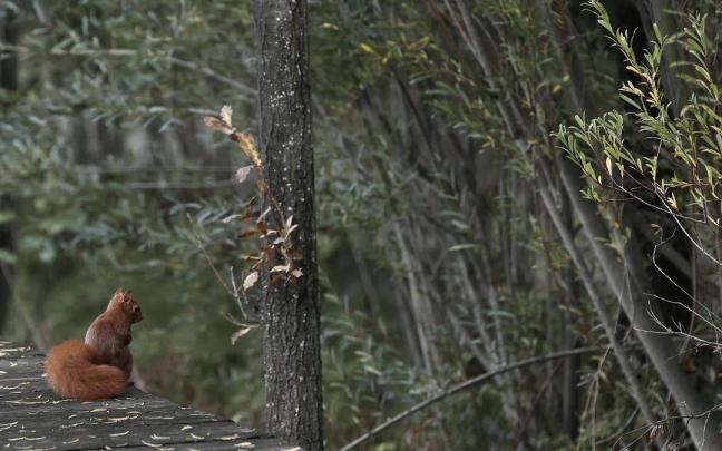 Una ardilla busca algo de alimento en un parque cercano a Pamplona, el pasado martes.