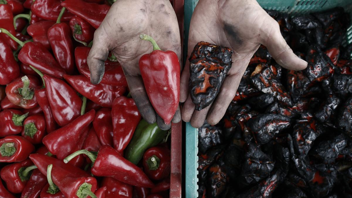 Recogida del pimiento del Piquillo de Lodosa.