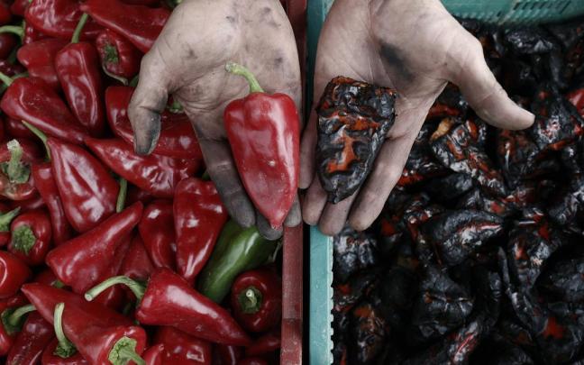 Recogida del pimiento del Piquillo de Lodosa. Recogida del pimiento del Piquillo de Lodosa.