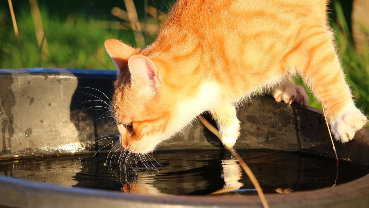 Si tienen la oportunidad, a los gatos domésticos eligen buscar suministros de agua en el exterior.