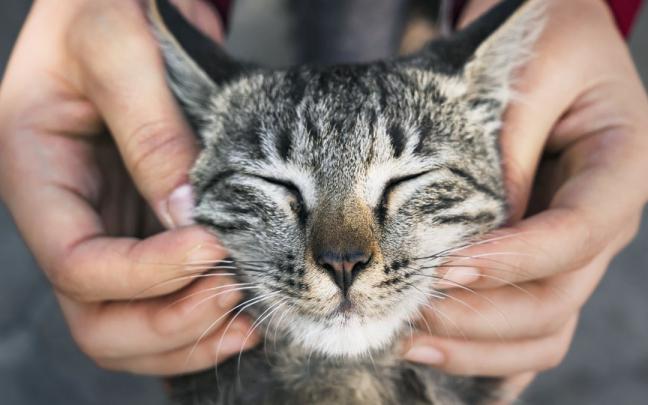 Hay que observar el comportamiento de los gatos para detectar síntomas de enfermedades. Hay que observar el comportamiento de los gatos para detectar síntomas de enfermedades.