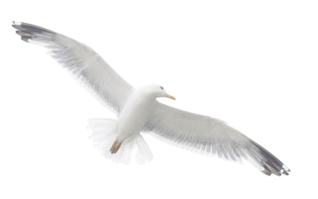 Imagen de archivo de una gaviota