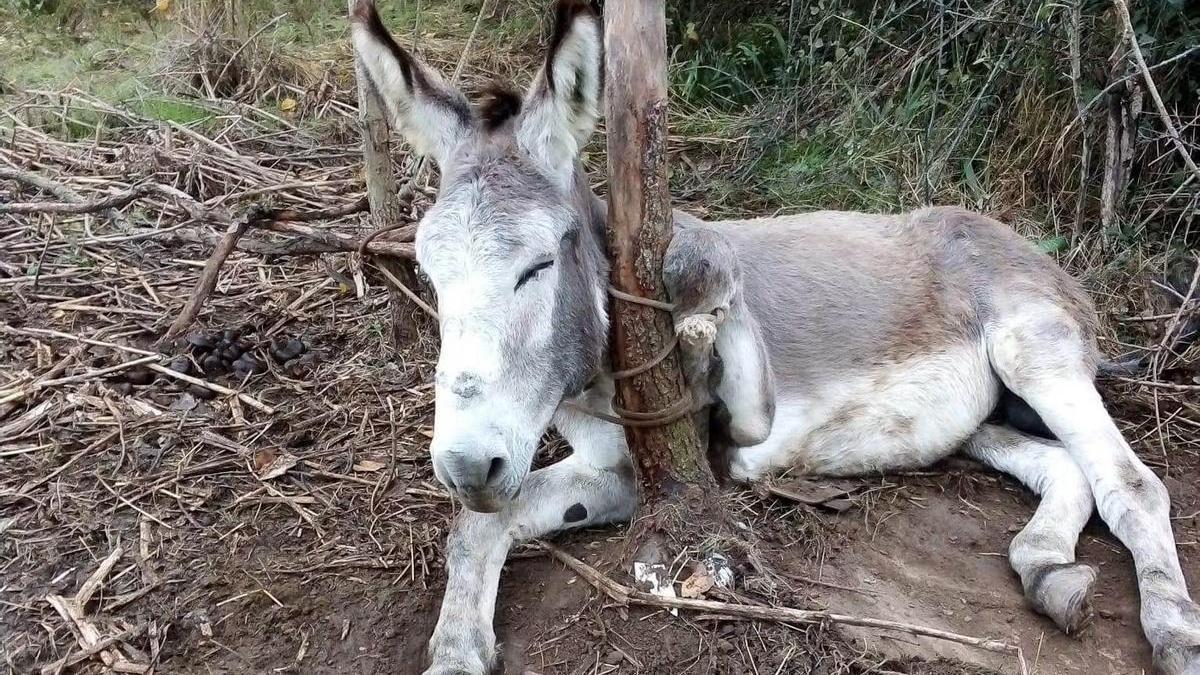 Imagen del animal, con la cuerda enredada