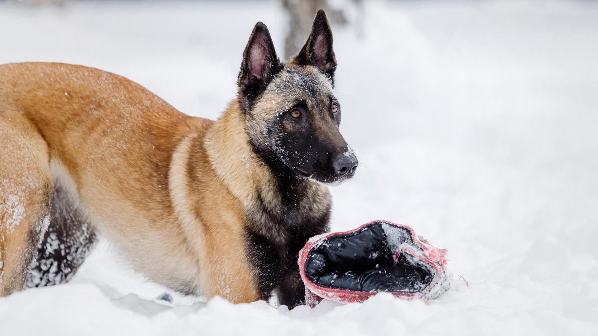 El pastor belga malinois es un perro de trabajo muy apreciado por sus cualidades físicas y de aprendizaje.