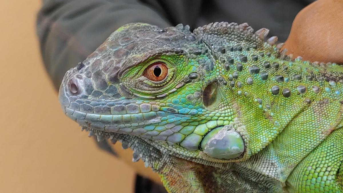 Un primer plano de la iguana entregada por una vecina tras avisar al 112