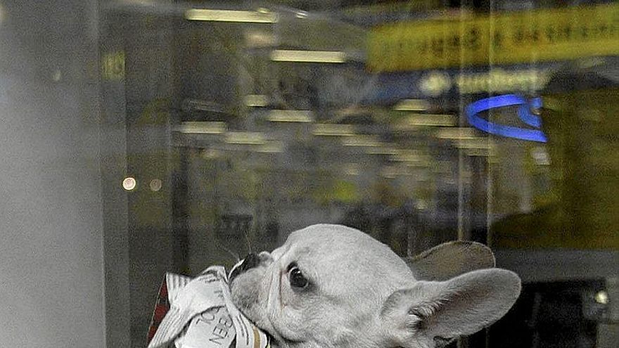 Fotos de animales en antiguos escaparates de las tiendas del sector. Actualmente, su exhibición está prohibida. | FOTO: JOSU CHAVARRI