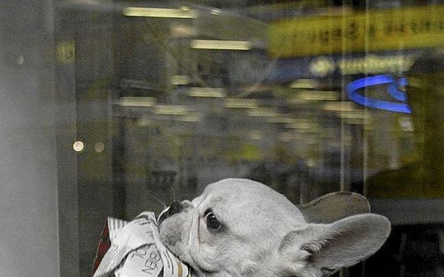 Fotos de animales en antiguos escaparates de las tiendas del sector. Actualmente, su exhibición está prohibida. | FOTO: JOSU CHAVARRI
