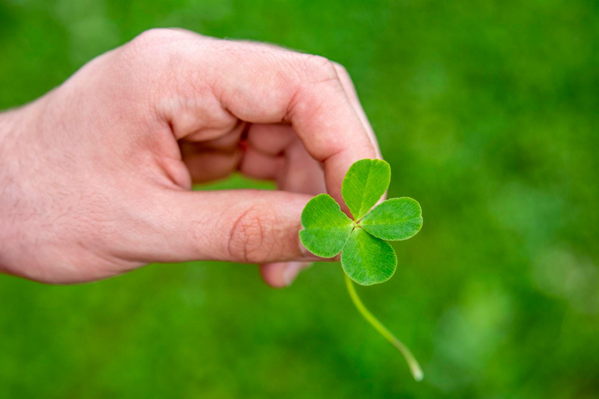 Una mano sujeta un trébol de cuatro hojas.