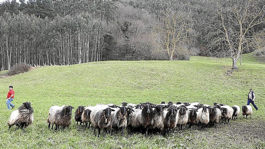 Un pastor, junto a su rebaño de ovejas de cara negra de Karrantza. | FOTO: JUAN LAZKANO