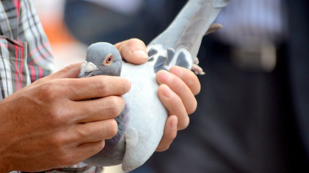Algunos ejemplares de palomas mensajeras pueden alcanzar los miles de euros.