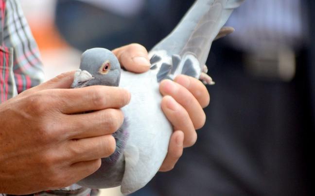Algunos ejemplares de palomas mensajeras pueden alcanzar los miles de euros.