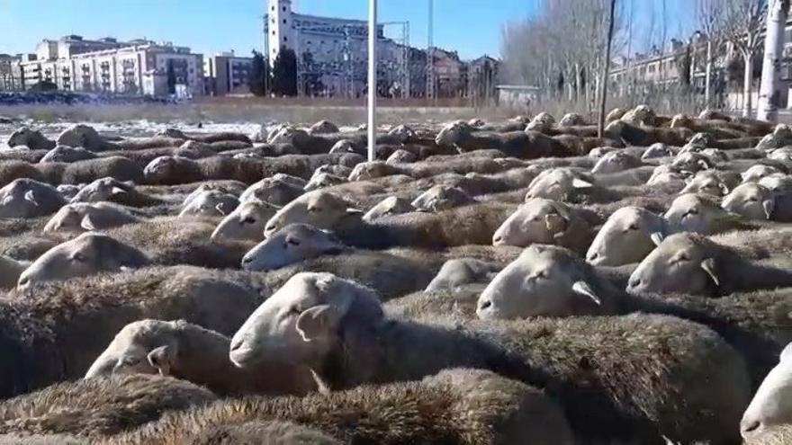 Paso de un rebaño de ovejas por Tudela