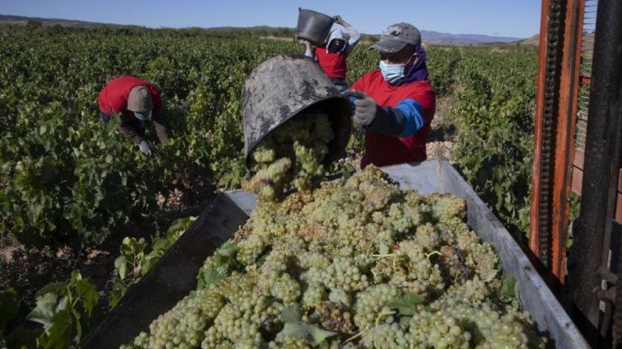 Temporeros en la vendimia del año pasado