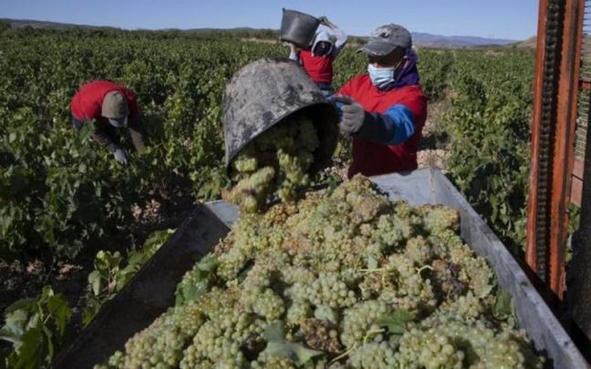 Temporeros en la vendimia del año pasado Temporeros en la vendimia del año pasado