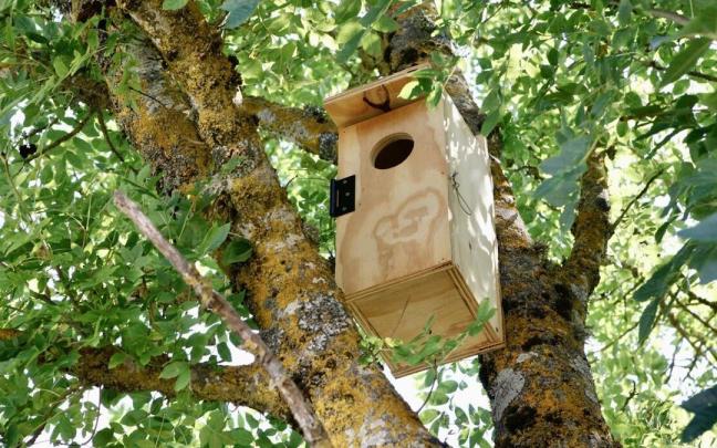 Caja nido para rapaces nocturnas Caja nido para rapaces nocturnas