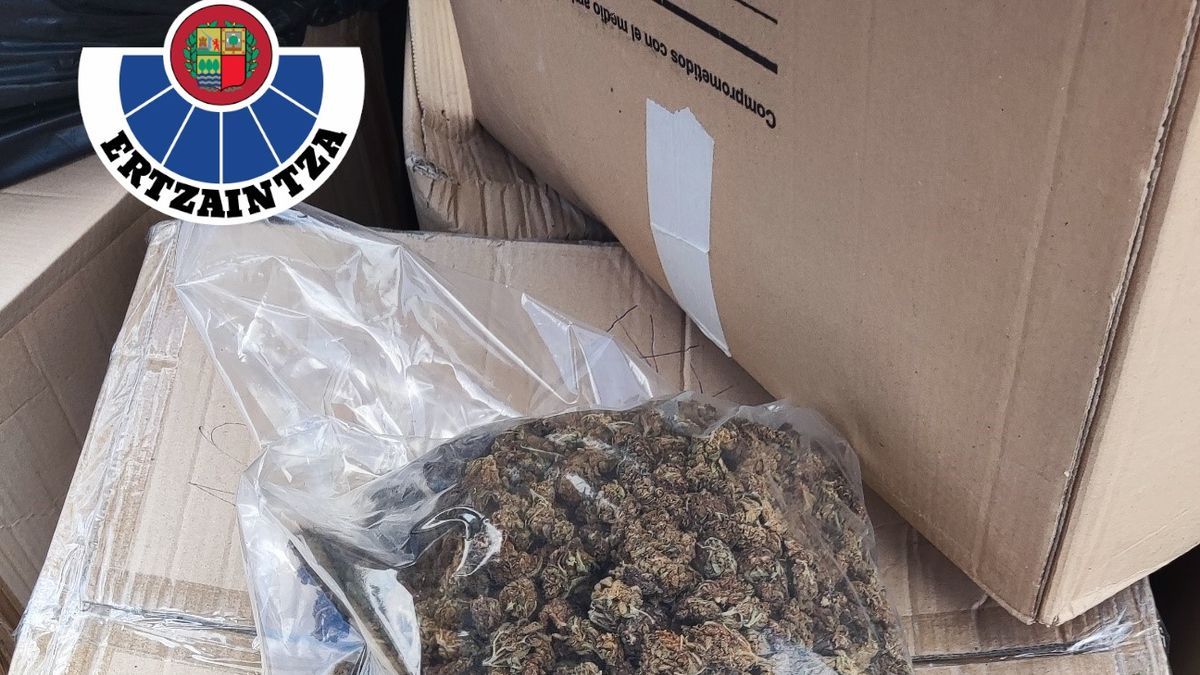 Bolsas termoselladas que contienen marihuana.