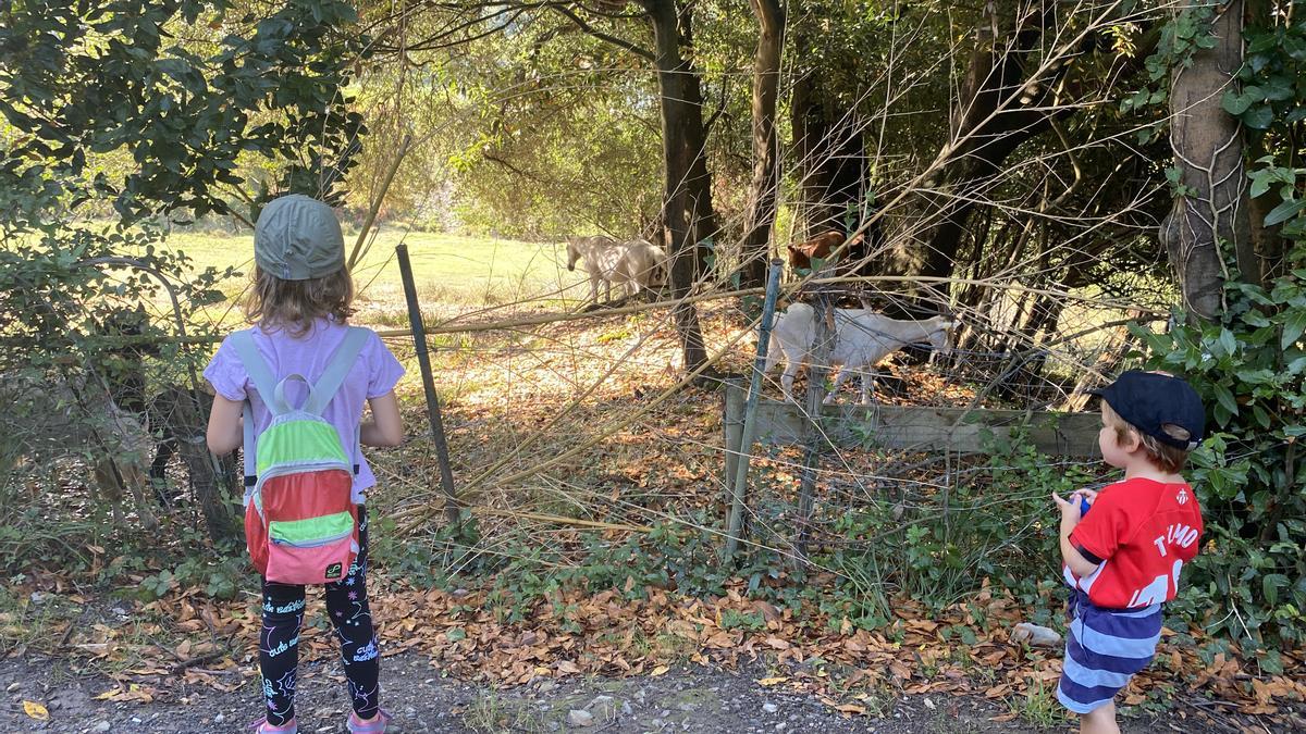 Los pequeños viendo animales en una de las rutas.