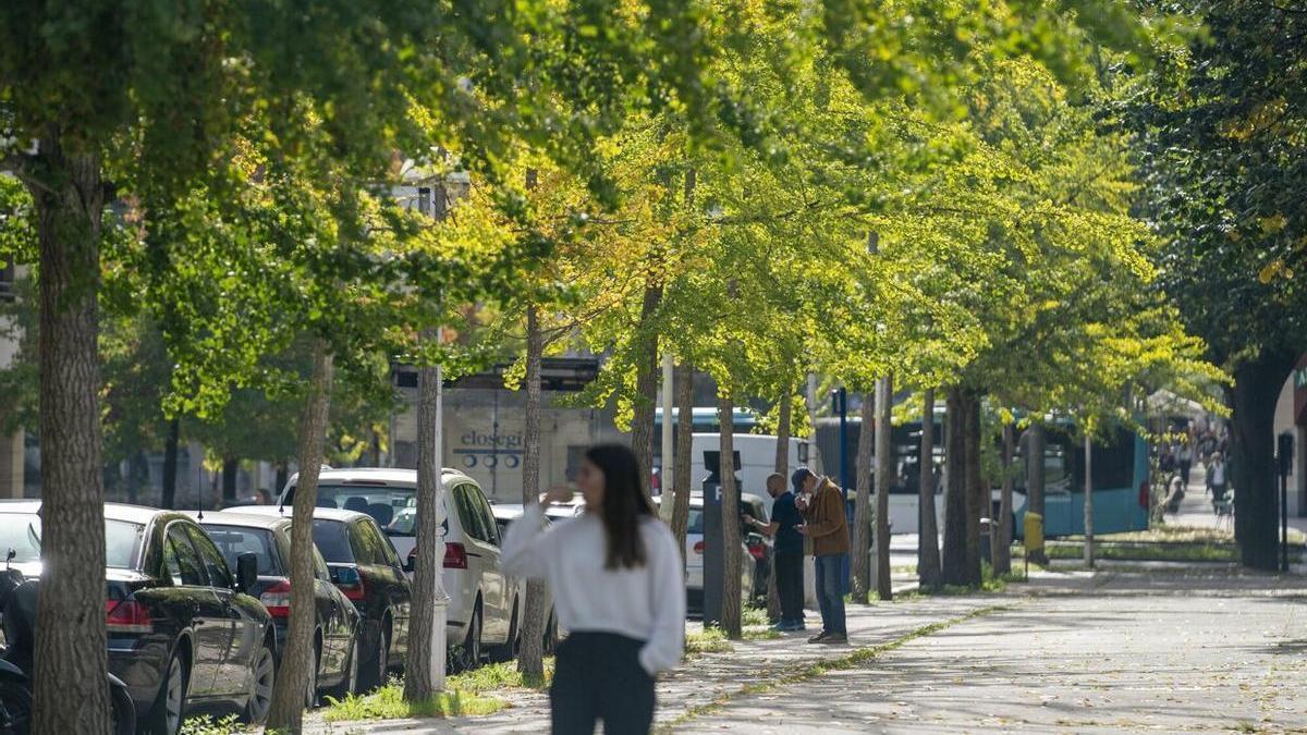 Ejemplares de Ginkgo Biloba en la calle Mauleon de Benta Berri, en San Sebastián