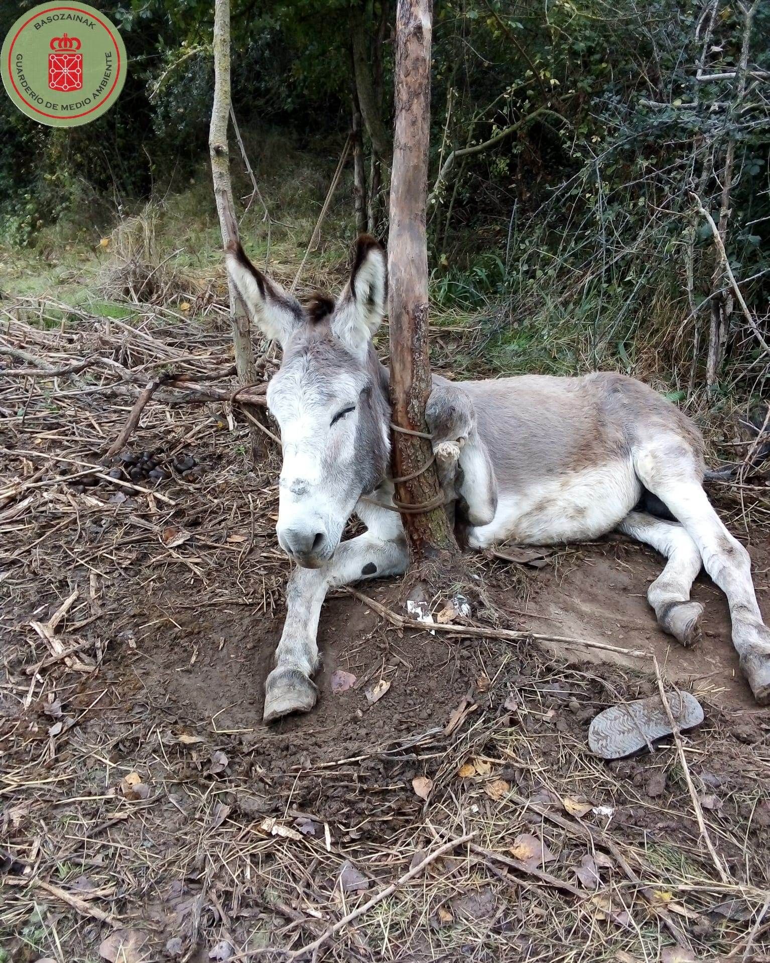 Imagen del animal, con la cuerda enredada