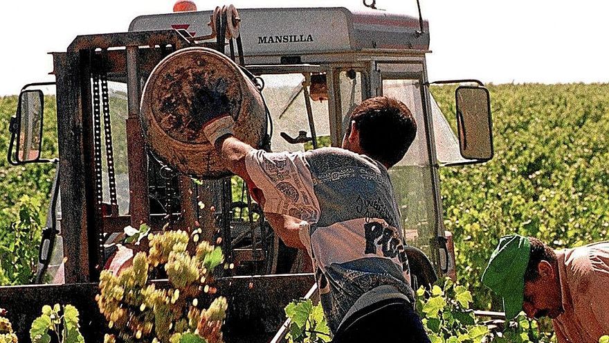 Dos personas trabajan en la recogida de la uva. | FOTO: CEDIDA