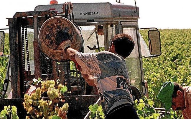 Dos personas trabajan en la recogida de la uva. | FOTO: CEDIDA