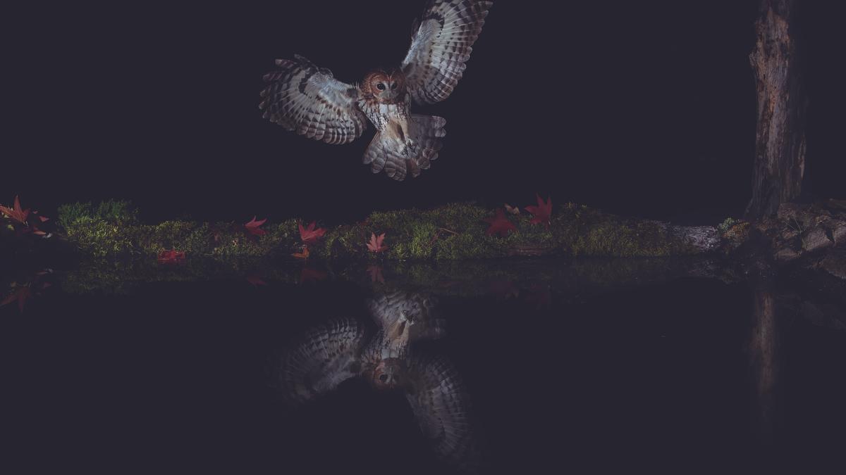 Aterrizaje de un cárabo y su reflejo en el estanque.