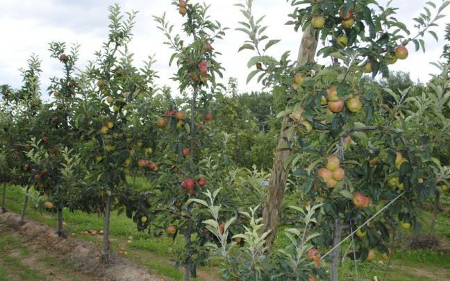 Frutales afectados por el pedrisco en Sartaguda