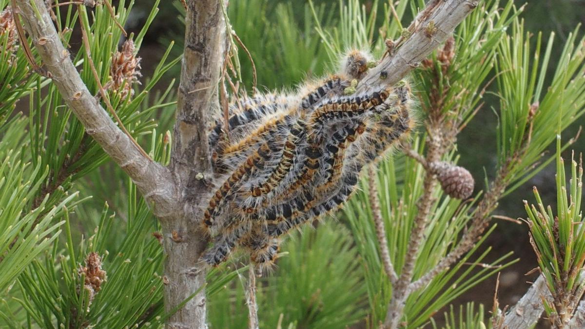 Oruga procesionaria de pino.