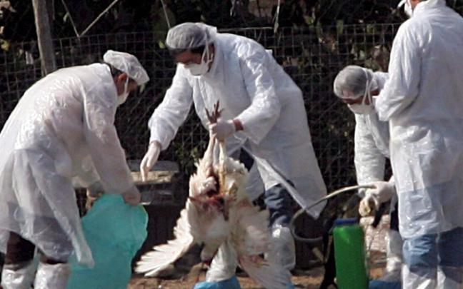 Cuatro veterinarios examinan un pavo muerto en una pequeña granja de aves de corral. Cuatro veterinarios examinan un pavo muerto en una pequeña granja de aves de corral.
