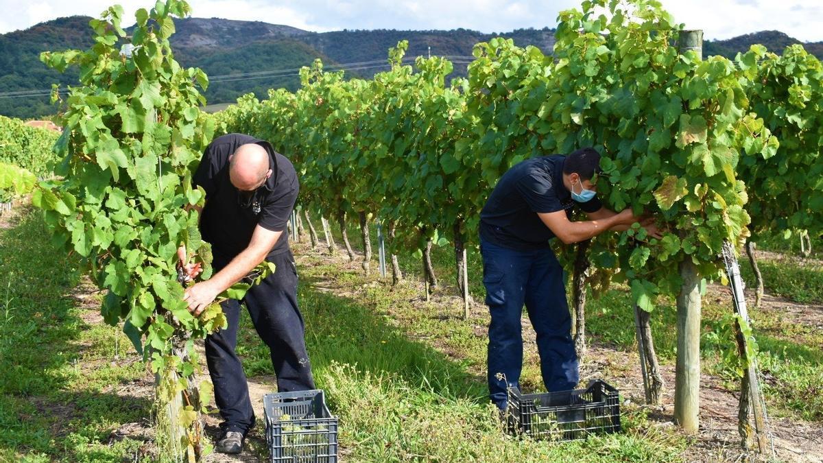 Los viñedos, uno de los principales productos que se cultivan en los campos de Álava.