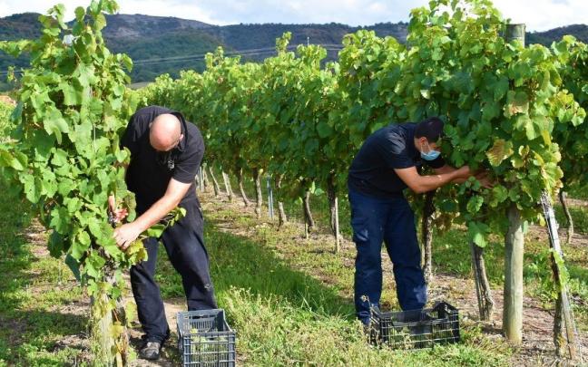 Los viñedos, uno de los principales productos que se cultivan en los campos de Álava.