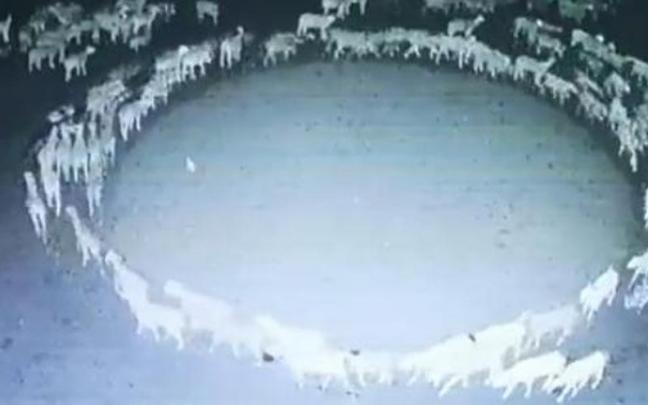 Las ovejas, caminando en círculos.