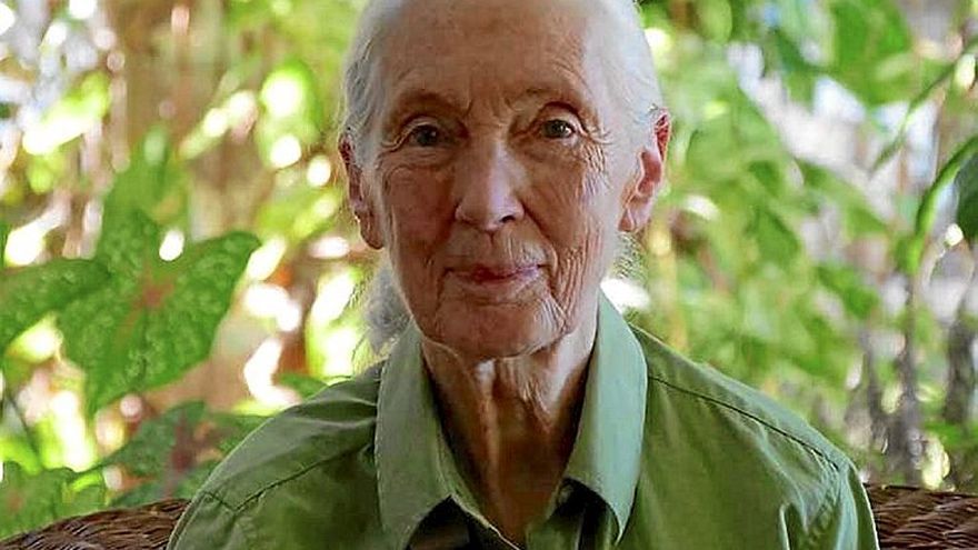 Jane Goodall, protagonista de una serie documental. | FOTO: AMC