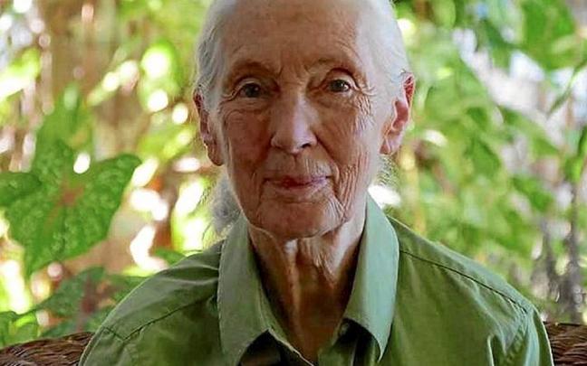 Jane Goodall, protagonista de una serie documental. | FOTO: AMC