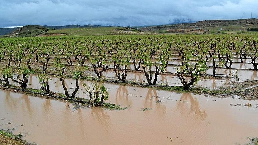 Finca de Rioja Alavesa afectada por el granizo y las fuertes precipitaciones.