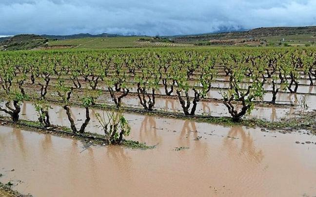 Finca de Rioja Alavesa afectada por el granizo y las fuertes precipitaciones.