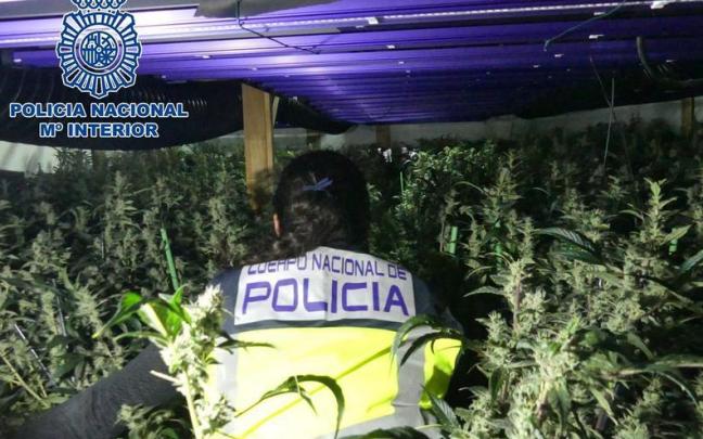 Una de las plantaciones de marihuana desmanteladas.